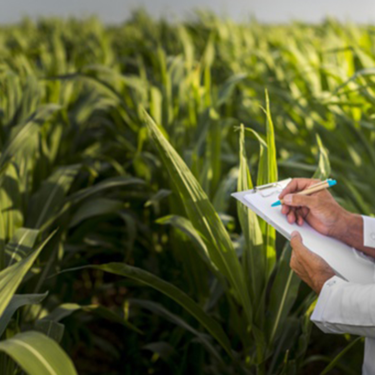 Consulenze Agronomiche per Impianti Irrigui